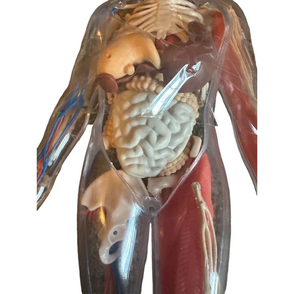 Human Body Model with Tray Removable Human Torso and Body‎ Parts